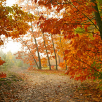 10 Best Reasons To Love Fall